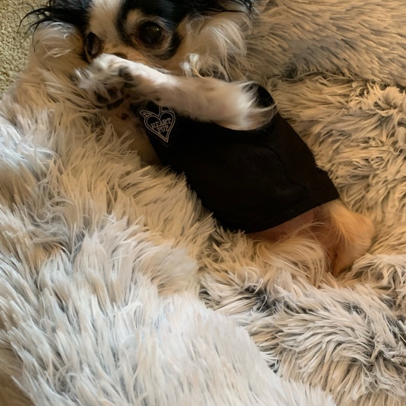 ACTOR dog shirt 🖤🐾 - Picture 4 of 9